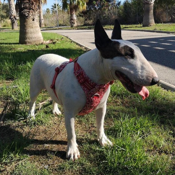 Floral 3M No - Pull Vest Harness | Bull Terrier World