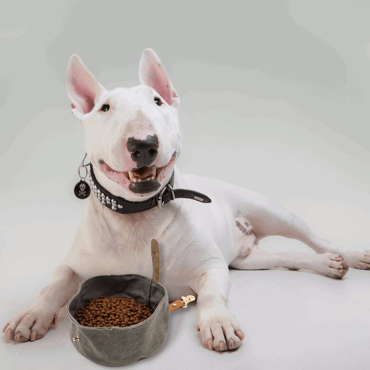 Foldable Travel Dog Bowl | Bull Terrier World