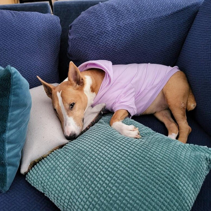 Hoodie With Drawstrings | Bull Terrier World