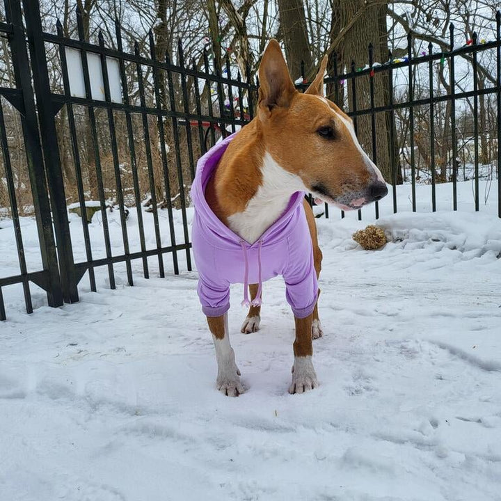 Hoodie With Drawstrings | Bull Terrier World