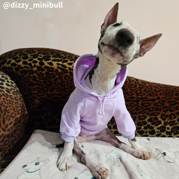 Hoodie With Drawstrings | Bull Terrier World