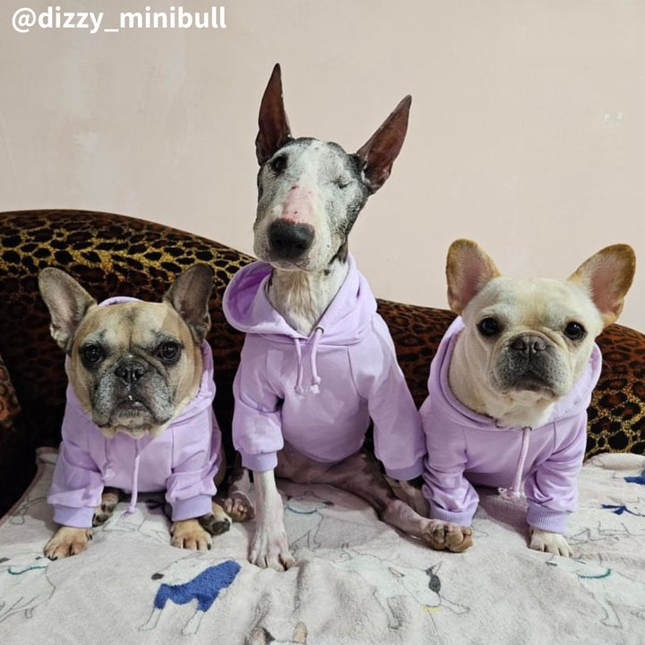 Hoodie With Drawstrings | Bull Terrier World