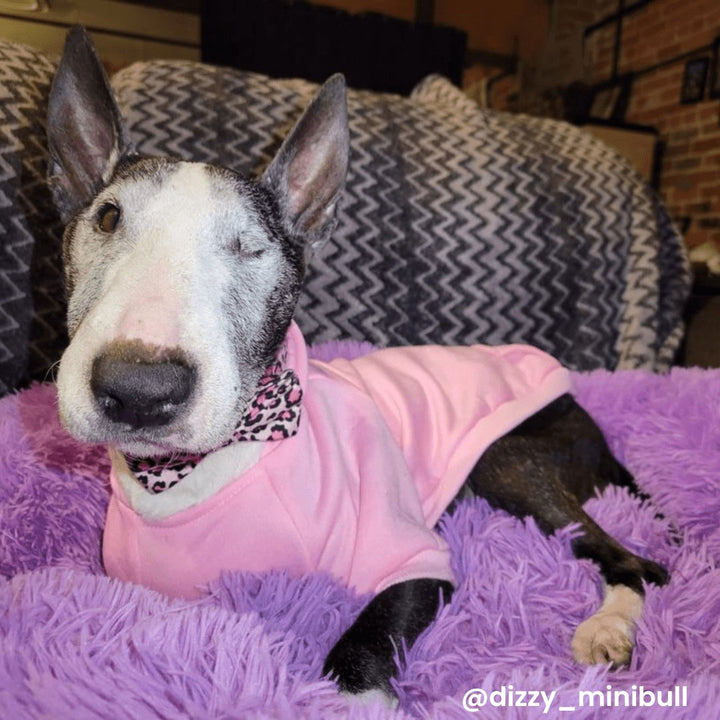 Hoodie With Pocket | Bull Terrier World