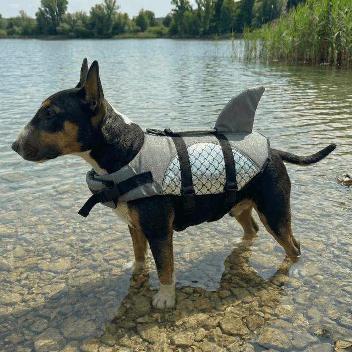 Metallic Life Jacket With Fin | Bull Terrier World