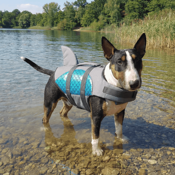 Metallic Life Jacket With Fin | Bull Terrier World