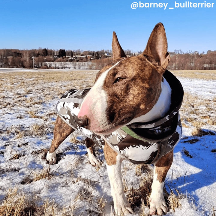 Patterned Vest With Retractable Collar | Bull Terrier World