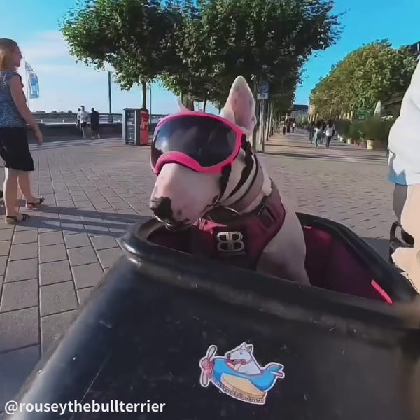 Occhiali protettivi UV per cani