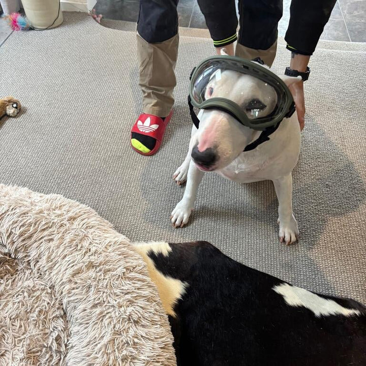 Protective Dog UV Goggles | Bull Terrier World