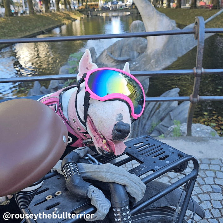 Protective Dog UV Goggles | Bull Terrier World