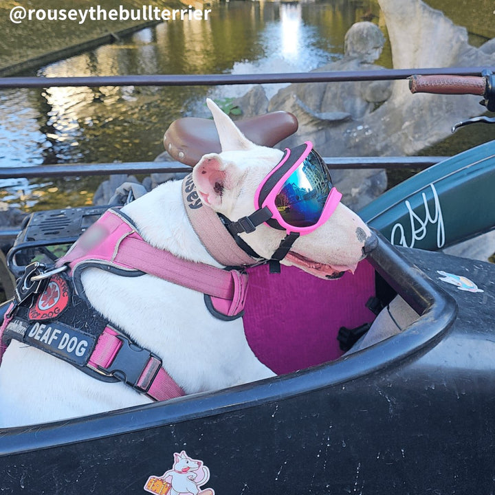 Protective Dog UV Goggles | Bull Terrier World