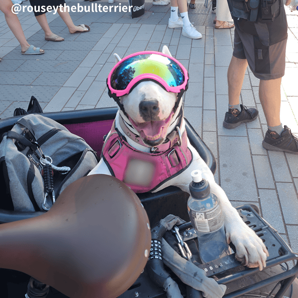 Protective Dog UV Goggles Bull Terrier World