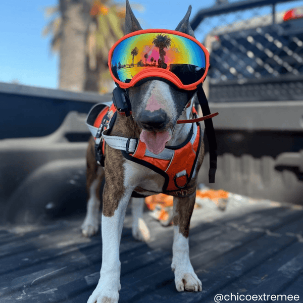Schutzbrille für Hunde UV
