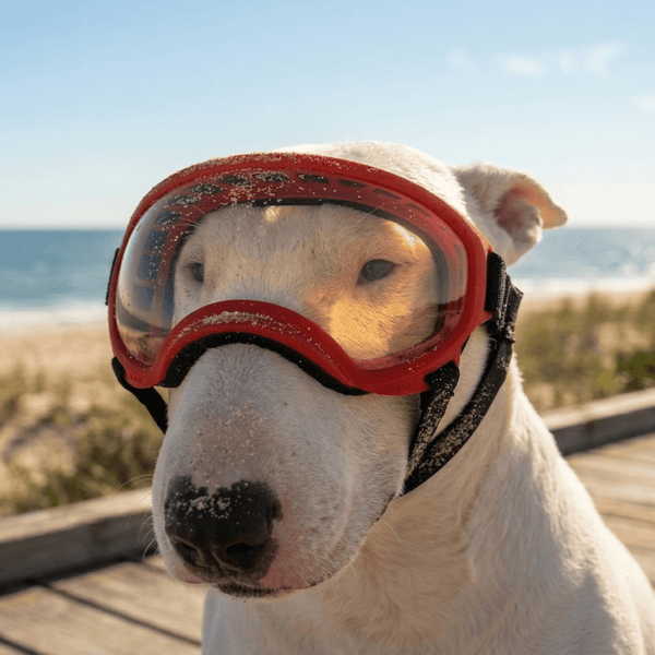 Lunettes de protection UV pour chien