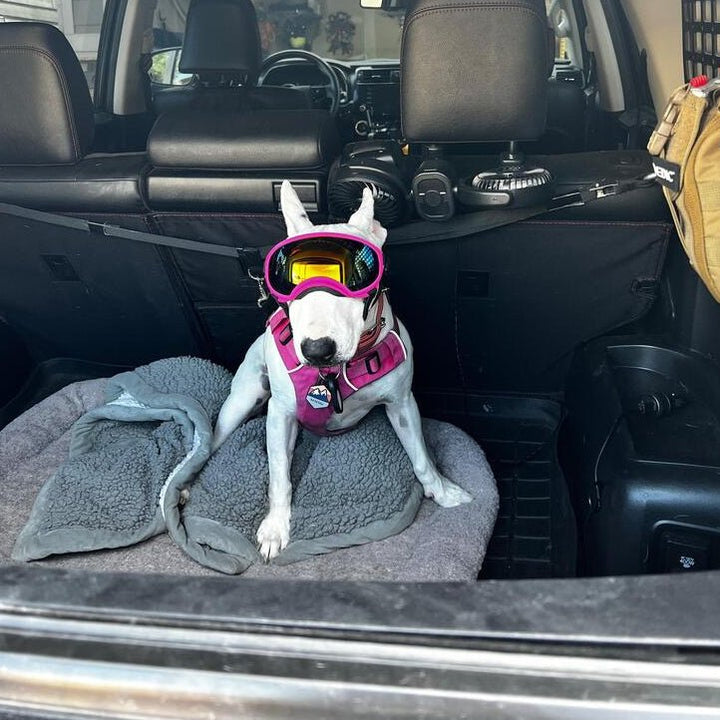 Protective Dog UV Goggles | Bull Terrier World