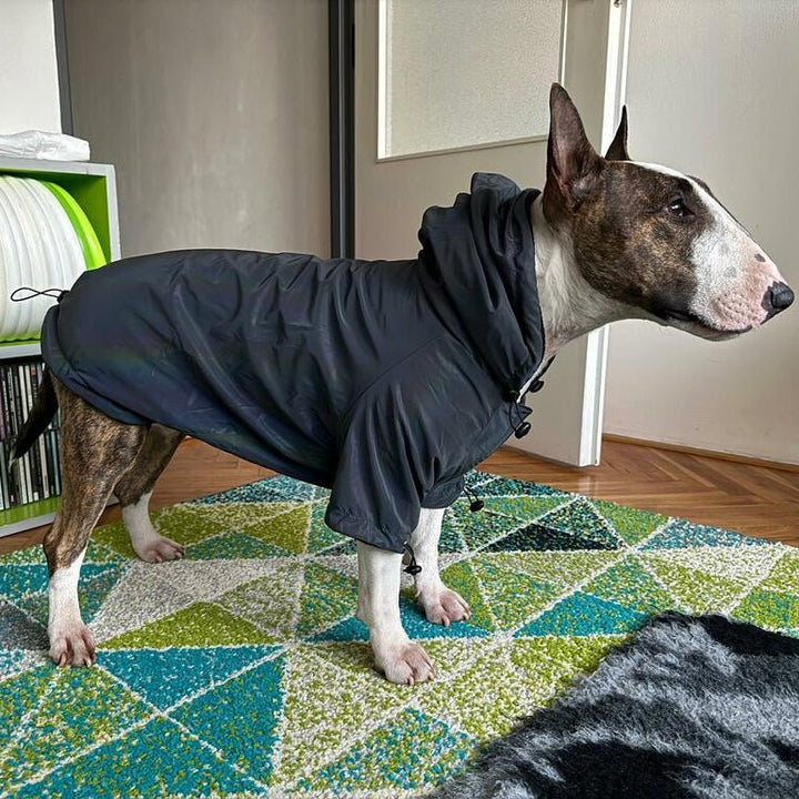 Reflective Dog Coat | Bull Terrier World