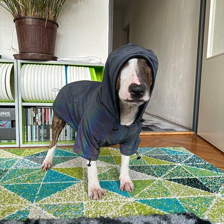 Reflective Dog Coat | Bull Terrier World