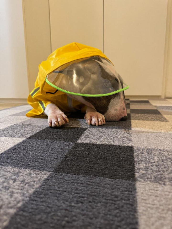 Reflective Dog Raincoat | Bull Terrier World