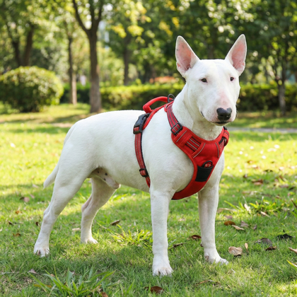Reflective No - Pull Vest Dog Harness | Bull Terrier World