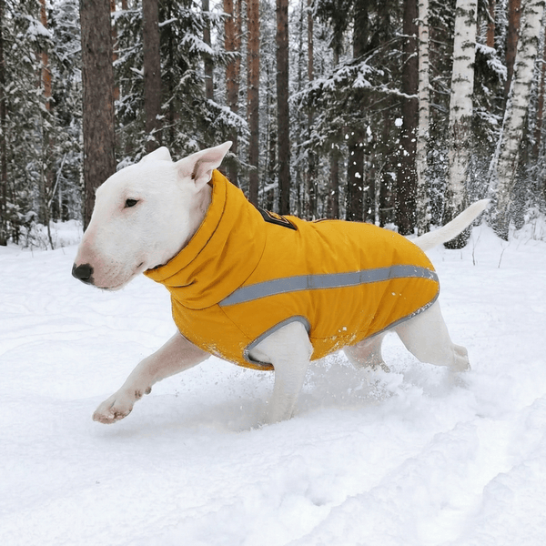 Reflective Vest With Retractable Collar | Bull Terrier World