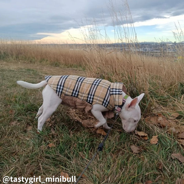 Reversible Plaid Waterproof Vest | Bull Terrier World