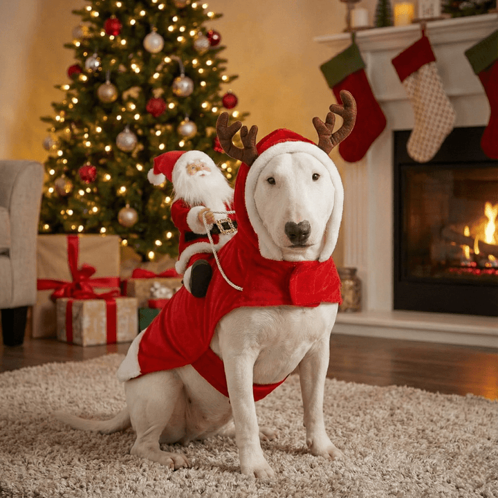 Santa Claus Dog Costume | Bull Terrier World