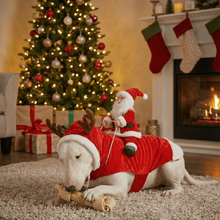 Santa Claus Dog Costume | Bull Terrier World