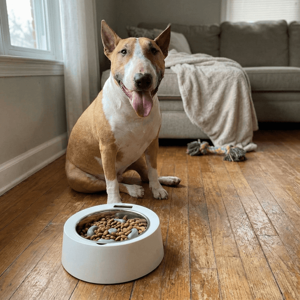 Slow Feeder Bowl With Built-in Scale