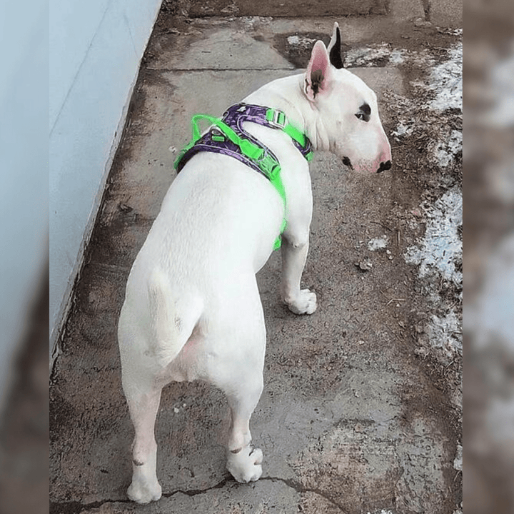 Tropical 3M No - Pull Vest Harness | Bull Terrier World
