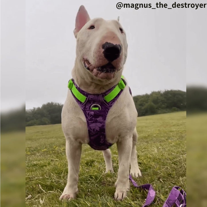 Tropical 3M No - Pull Vest Harness | Bull Terrier World