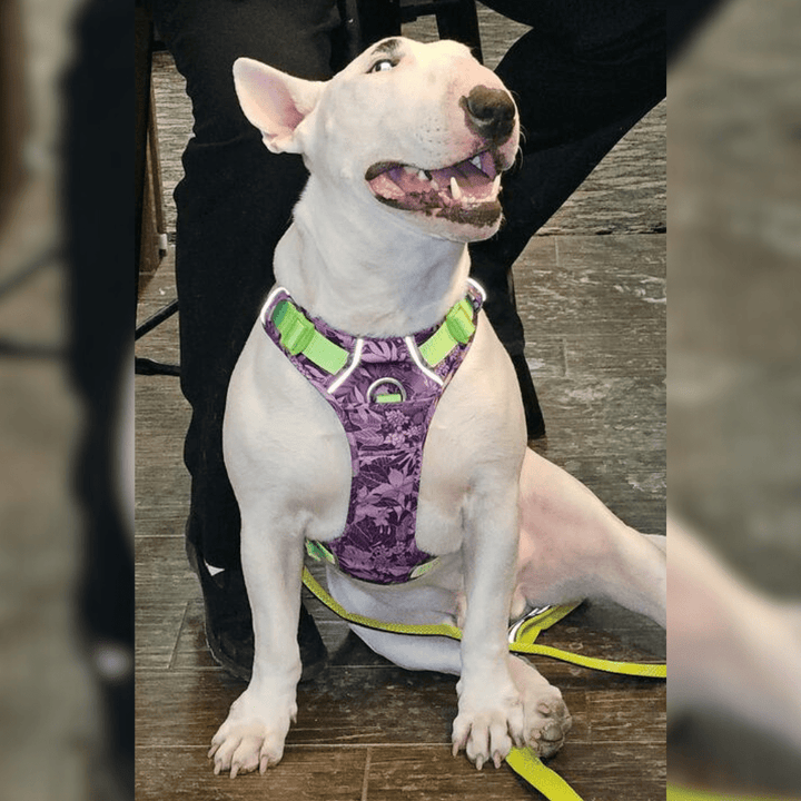 Tropical 3M No - Pull Vest Harness | Bull Terrier World
