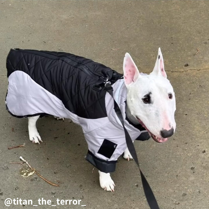 Warm Waterproof Dog Jacket | Bull Terrier World