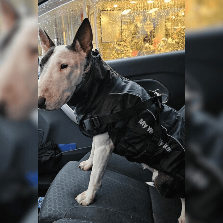 Warm Waterproof Winter Vest | Bull Terrier World