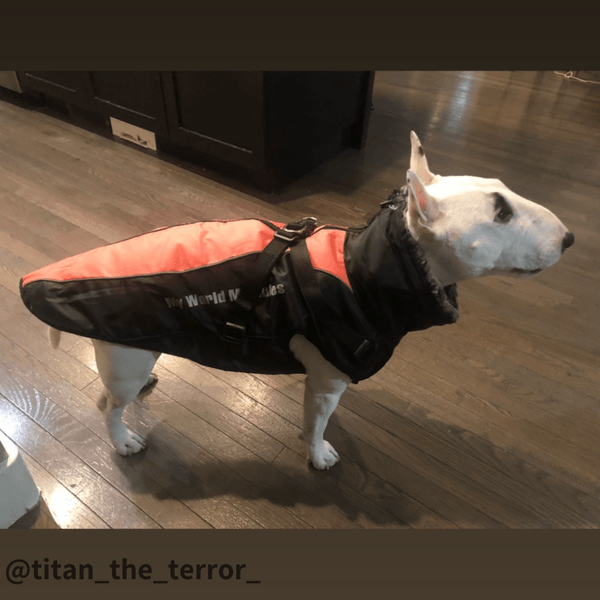 Warm Waterproof Winter Vest Bull Terrier World