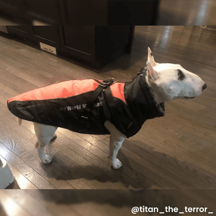 Warm Waterproof Winter Vest | Bull Terrier World