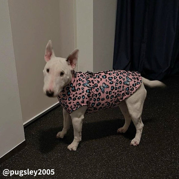 Waterproof Butterfly Vest | Bull Terrier World