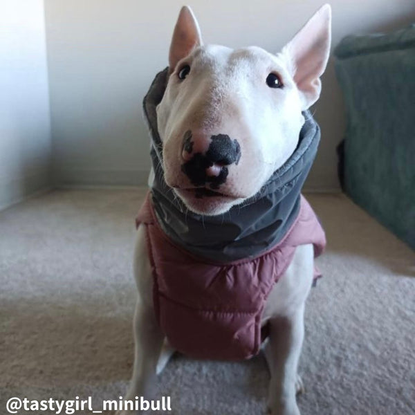 Waterproof Dog Vest With Adjustable Belt | Bull Terrier World