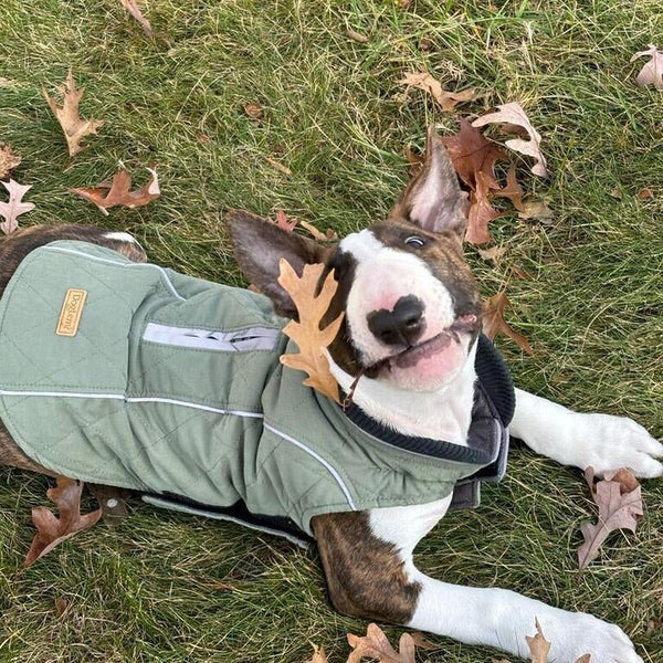 Waterproof Vest With Elastic Collar | Bull Terrier World